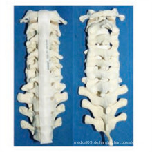 Medizinisches menschliches Vertebra-Skelettmodell (R010109)